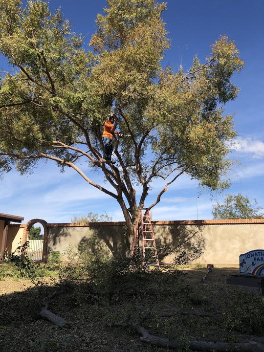 Climber working high in a tree canopy with a ladder below