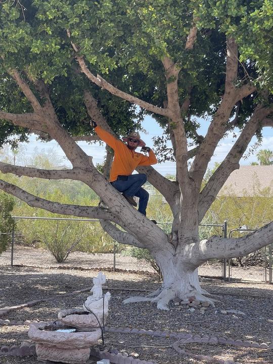 Climber standing in a large ficus tree during a trim