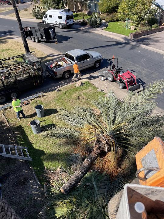Crew with truck, trailer and mower on a palm removal and yard job