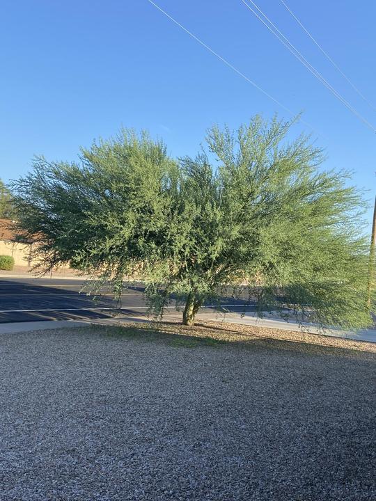 Desert shade tree thinned and shaped