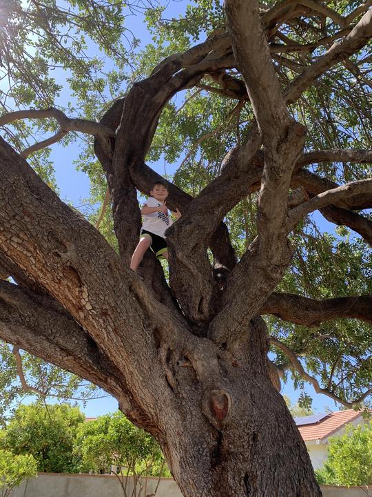 Kid climbing in the branches of a big mesquite tree