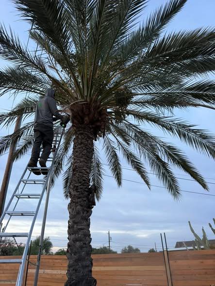 Palm being trimmed from a ladder