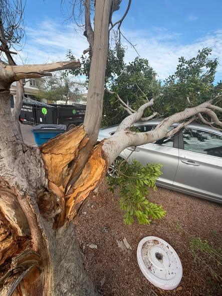Monsoon storm damage: a tree split next to a parked car