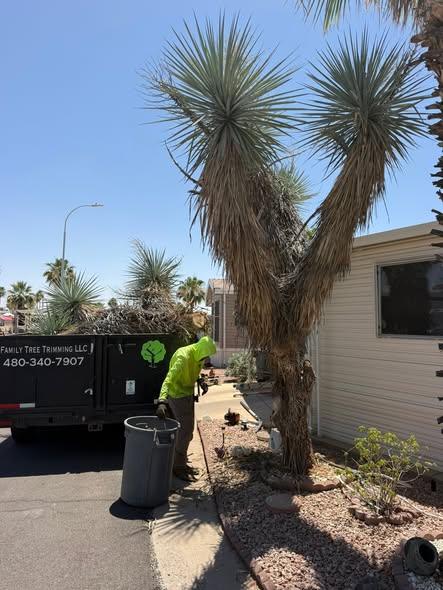 Crew trimming a large yucca with the dump trailer at the curb
