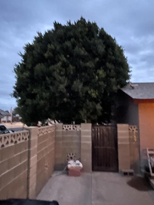 Large tree shaped and cleaned up next to a home