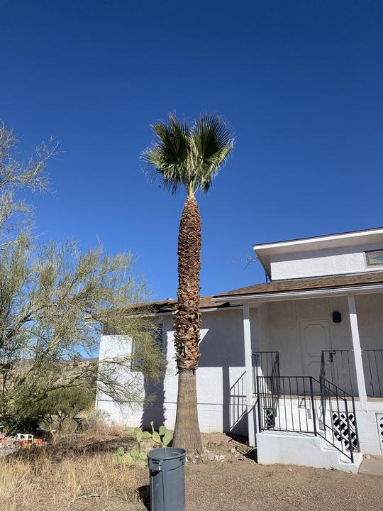 Tall palm trimmed beside a home