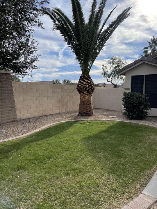 Freshly trimmed palm over a green lawn