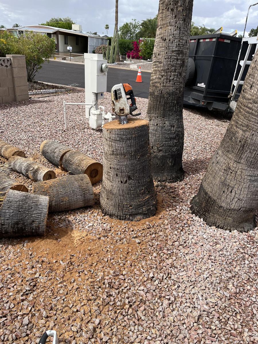 Palm trunks cut into rounds after a Family Tree Trimming removal