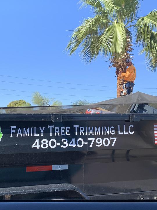 Climber trimming a tall palm above the Family Tree Trimming LLC trailer