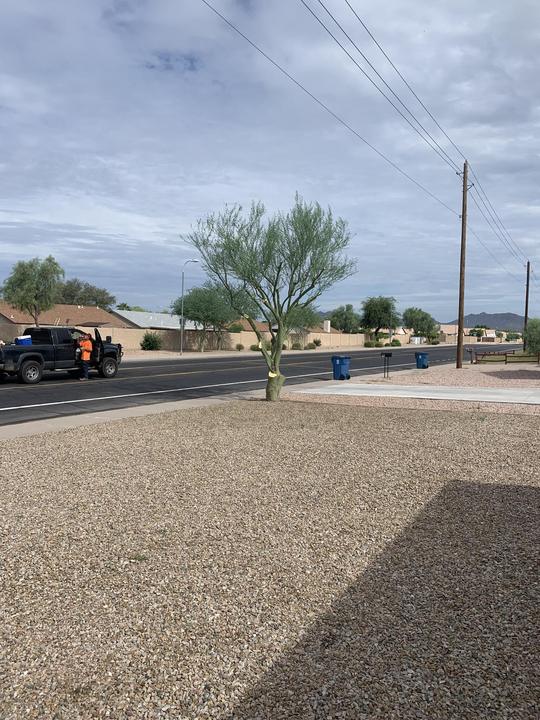 Roadside desert tree trimmed and cleaned up